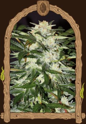 Monster Mash Auto - Alchimia
