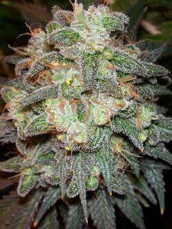 Motavation - Regular - Alchimia