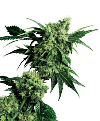 Mr Nice G13 x Hash Plant - Regular - Alchimia
