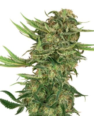 N13 Kush - Alchimia