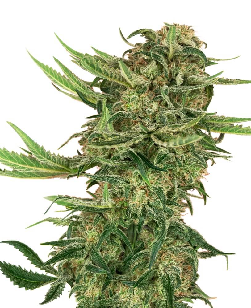 N13 Kush - Alchimia