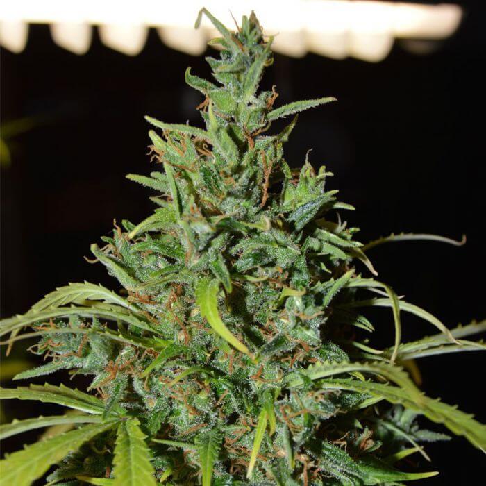 Neville Haze Ryder - Alchimia