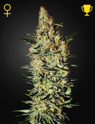 Neville's Haze - Alchimia