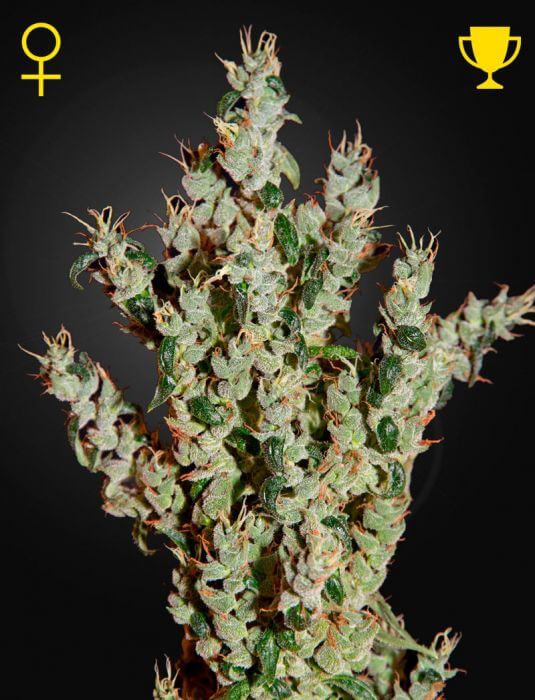 NL5 Haze Mist - Alchimia