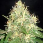 Northern Light Blue