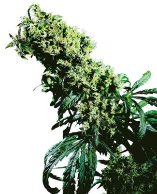 Northern Lights 5 x Haze - Regular - Alchimia
