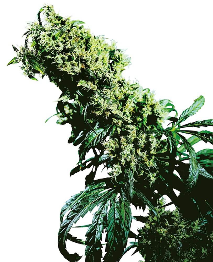 Northern Lights 5 x Haze - Regular - Alchimia