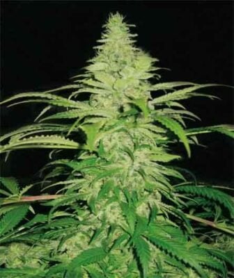 Northern Lights - Alchimia