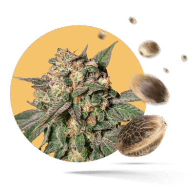 Northern Lights Samen – Autoflower – HappyBuds