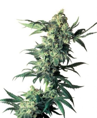 Northern Lights - Regular - Alchimia