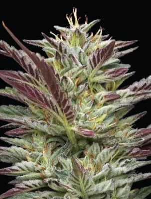Notorious THC Regular - Alchimia