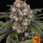 OG Kush Auto - Barney's Farm