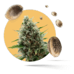 OG Kush Samen - Autoflower