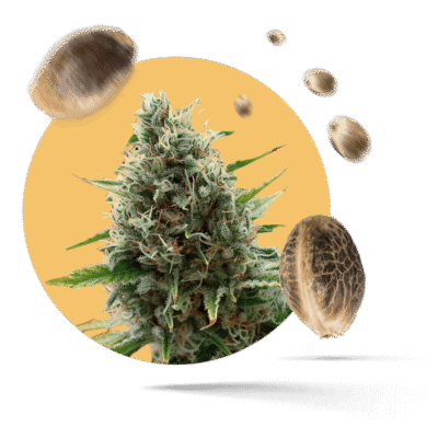 Royal Kush Samen - Autoflower - Royal Queen Seeds