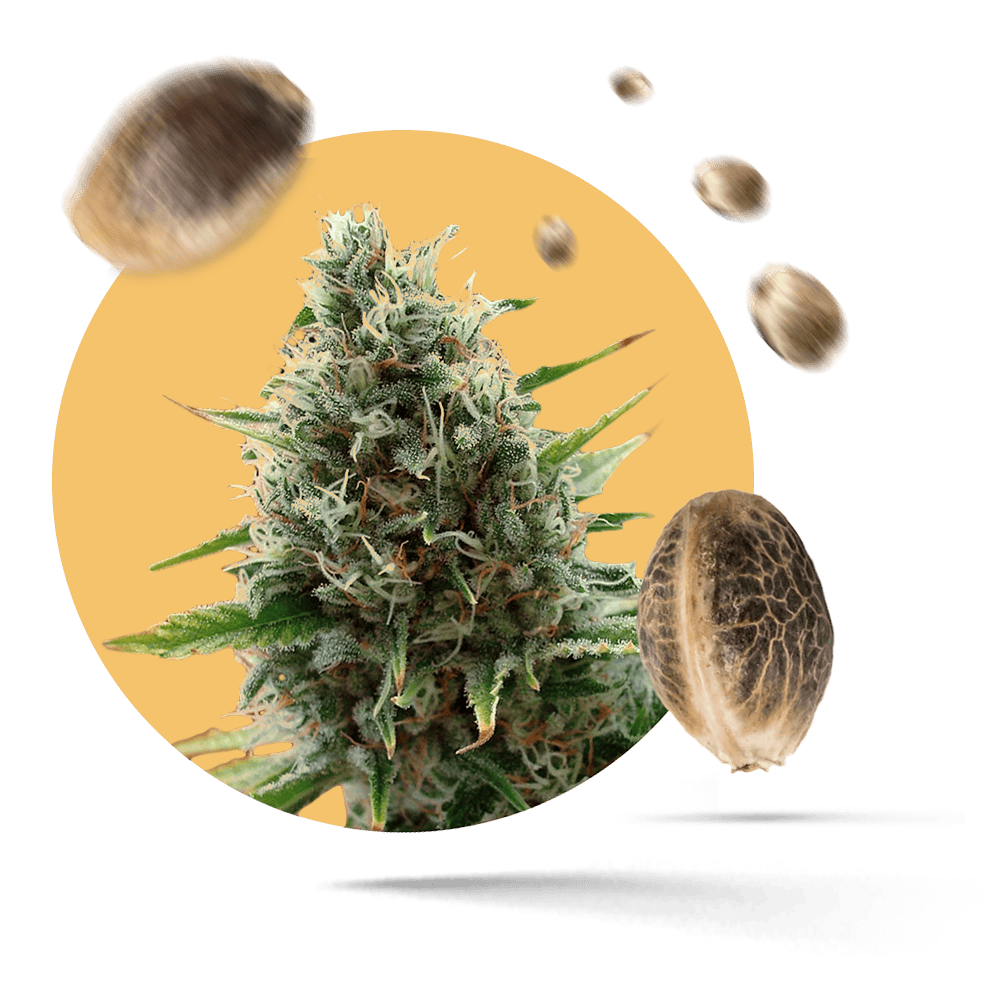 Royal Kush Samen - Autoflower - Royal Queen Seeds