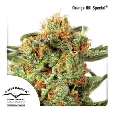 Orange Hill Special - Alchimia