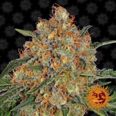 Orange Sherbert - Alchimia