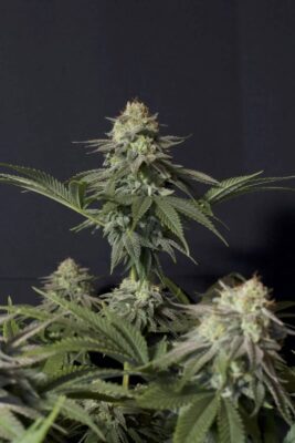 Orange Sherbet FF - Alchimia