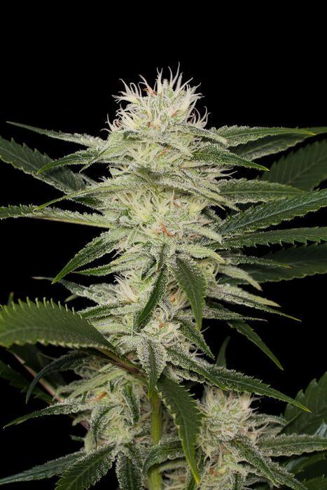 Original Amnesia - Alchimia