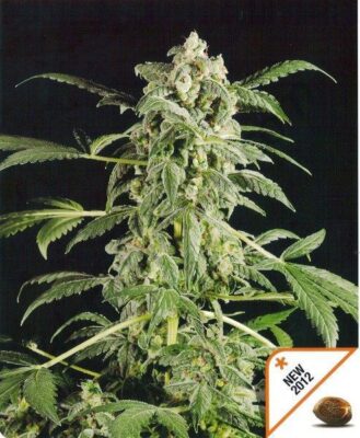 Original Amnesia Automatic - Alchimia