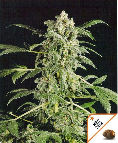 Original Amnesia Automatic - Alchimia