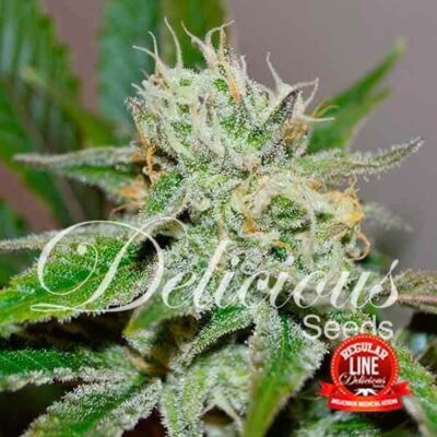 Original Juan Herer Regular - Alchimia