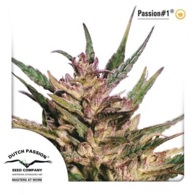 Passion 1 - Alchimia