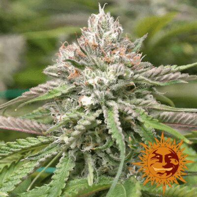 Peyote Critical - Alchimia