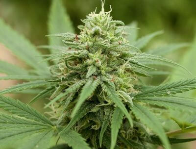 Pineapple Express 2 - Alchimia