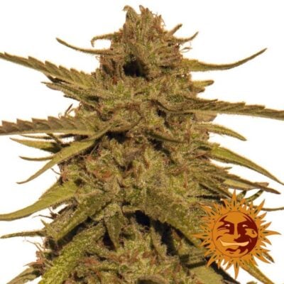 Pineapple Haze - Regular - Alchimia
