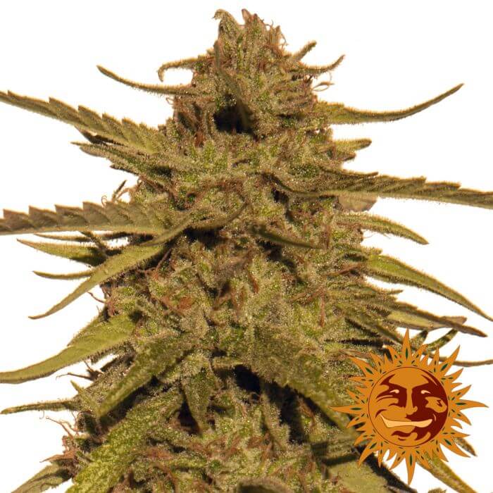 Pineapple Haze - Regular - Alchimia