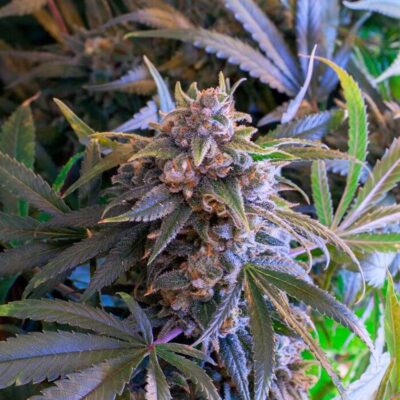 Pineapple Larry OG - Alchimia