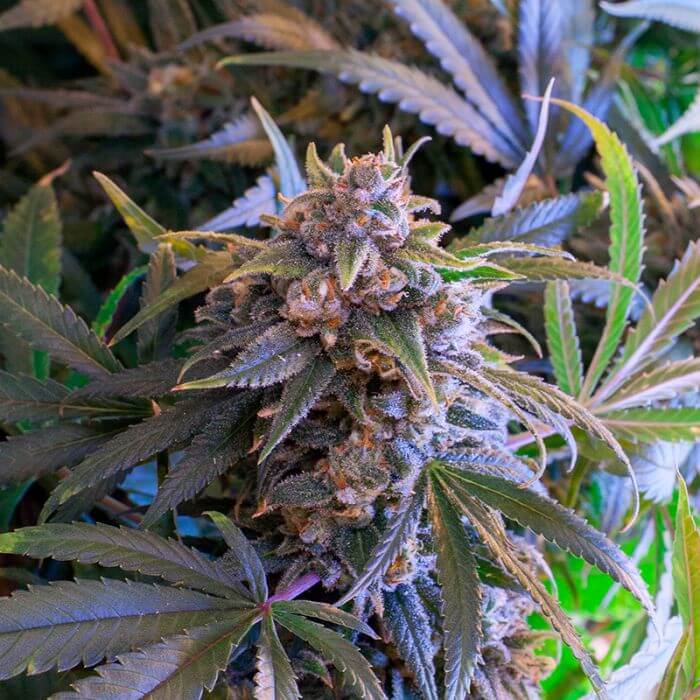 Pineapple Larry OG - Alchimia