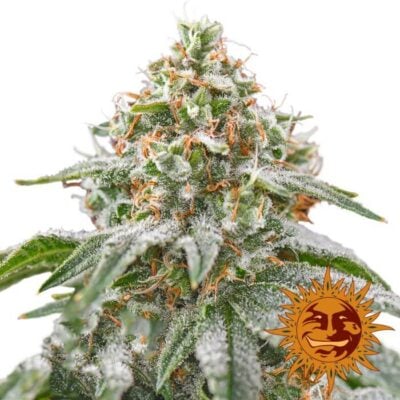 Pink Kush - Alchimia