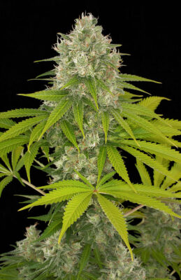 Power Kush - Alchimia