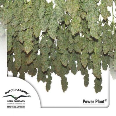 Power Plant - Reg - Alchimia