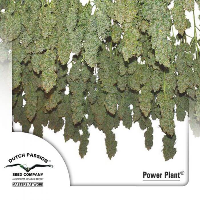 Power Plant - Reg - Alchimia