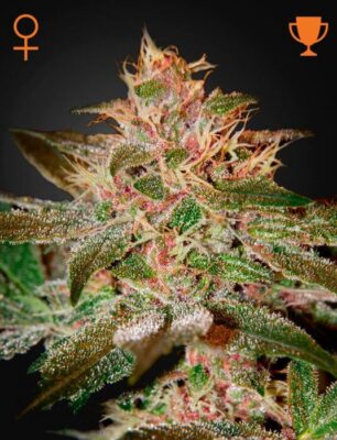 Pure Kush - Alchimia