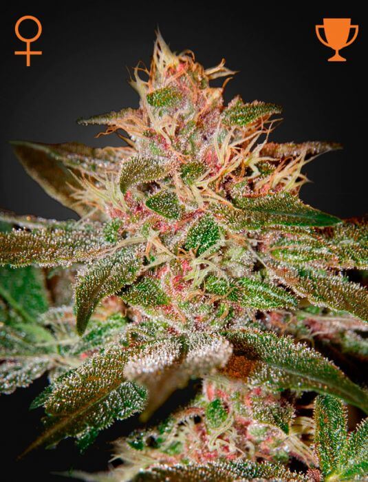 Pure Kush - Alchimia