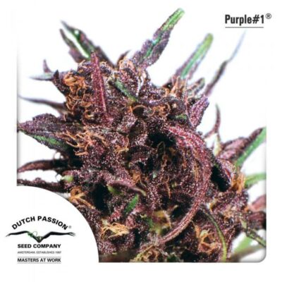 Purple 1 - Alchimia