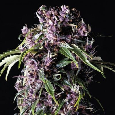 Purple - Alchimia