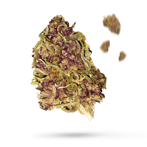 Purple Bud Samen - Autoflower - Sensi Seeds