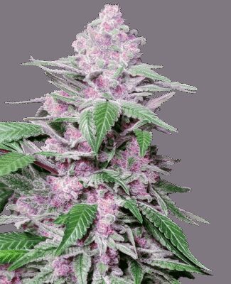 Purple Cookie Kush - Alchimia