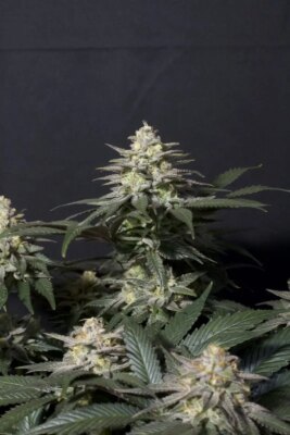 Purple Lemonade FF - Alchimia