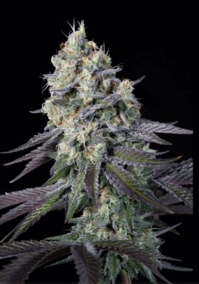 Purple Mints - Alchimia