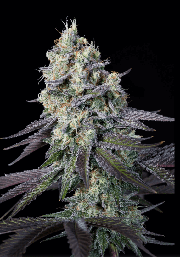 Purple Mints - Alchimia