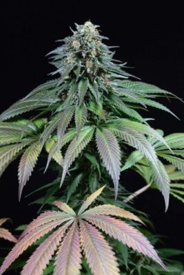 Purple Moby Dick - Alchimia