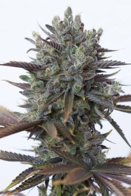 Purple Orange CBD - Alchimia