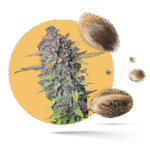 Purple Samen - Feminisiert