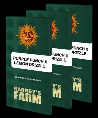 Purple Punch x Lemon Drizzle - Alchimia
